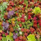 Mixed Sedum Stonecrop Beautiful Succulent 100 Seeds Vegetable Herb Garden Seed Packs for Sale