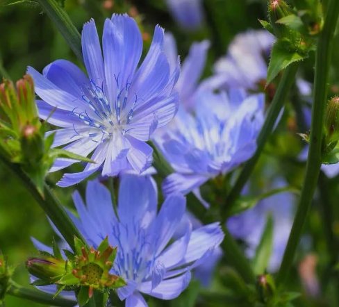 Chicory Cichorium intybus Blue Dandelion 1000 Seeds Vegetable Herb Garden Seed Packs for Sale