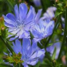 Chicory Cichorium intybus Blue Dandelion 1000 Seeds Vegetable Herb Garden Seed Packs for Sale
