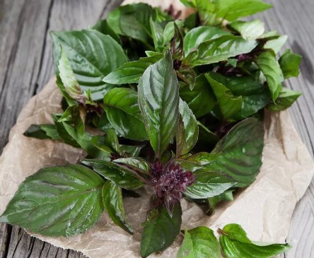 Thai Basil Ocimum Basilicum 500 Seeds Vegetable Herb Garden Seed Packs for Sale