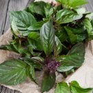 Thai Basil Ocimum Basilicum 500 Seeds Vegetable Herb Garden Seed Packs for Sale