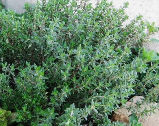 Thyme Thymus Vulgaris 1000 Seeds Vegetable Herb Garden Seed Packs for Sale