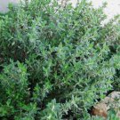 Thyme Thymus Vulgaris 1000 Seeds Vegetable Herb Garden Seed Packs for Sale
