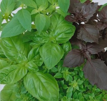Basil Mixed Culinary Blend 250 Seeds Vegetable Herb Garden Seed Packs for Sale