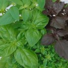Basil Mixed Culinary Blend 250 Seeds Vegetable Herb Garden Seed Packs for Sale