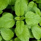 Lemon Balm Melissa Officinalis 500 Seeds Vegetable Herb Garden Seed Packs for Sale