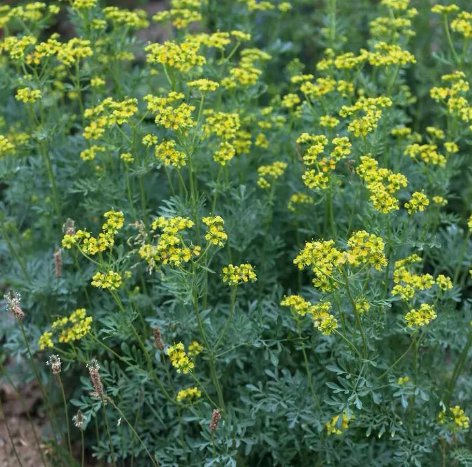 Rue Ruta Graveolens 100S eeds Vegetable Herb Garden Seed Packs for Sale