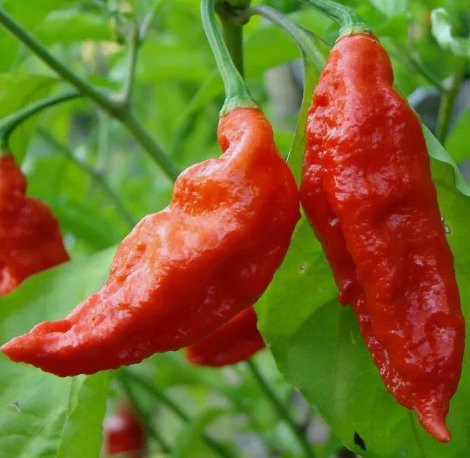 Ghost Pepper Bhut Jolokia 10 Seeds Vegetable Herb Garden Seed Packs for Sale
