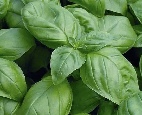 Genovese Basil 1000 Seeds Vegetable Herb Garden Seed Packs for Sale