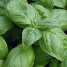 Genovese Basil 1000 Seeds Vegetable Herb Garden Seed Packs for Sale