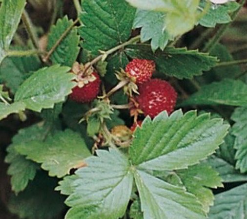 Strawberry Alexandria 50 Seeds Vegetable Herb Garden Seed Packs for Sale