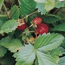 Strawberry Alexandria 50 Seeds Vegetable Herb Garden Seed Packs for Sale