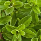 Sweet Marjoram Origanum Majorana 2000 Seeds Vegetable Herb Garden Seed Packs for Sale Sweet Marjoram Origanum Majorana 2000 Seeds Vegetable Herb Garden Seed Packs for Sale
