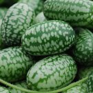 Cucamelon Mouse Melon Melothria Scabra 15 Seeds Vegetable Herb Garden Seed Packs for Sale