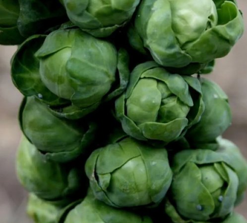 Brussels Sprouts Long Island Improved 500 Seeds Vegetable Herb Garden Seed Packs for Sale