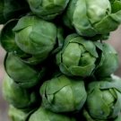 Brussels Sprouts Long Island Improved 500 Seeds Vegetable Herb Garden Seed Packs for Sale