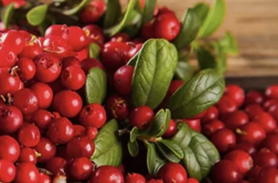 Cranberry Vaccinium Macrocarpon 50 Seeds Vegetable Herb Garden Seed Packs for Sale