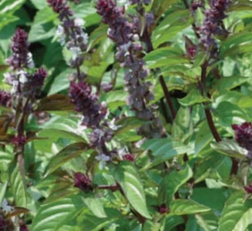 Basil Cinnamon Ocimum Basilicum 500 Seeds Vegetable Herb Garden Seed Packs for Sale