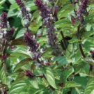Basil Cinnamon Ocimum Basilicum 500 Seeds Vegetable Herb Garden Seed Packs for Sale