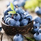 Southern Blueberry Fruit Highbush 100 Seeds Vegetable Herb Garden Seed Packs for Sale