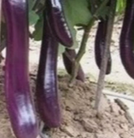 Eggplants Long Purple 250 Seeds Vegetable Herb Garden Seed Packs for Sale