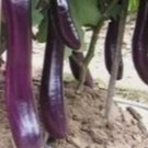 Eggplants Long Purple 250 Seeds Vegetable Herb Garden Seed Packs for Sale