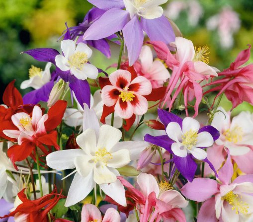 Columbine Mckana Giants Flower Mixed Colors 300 Seeds Vegetable Herb Garden Seed Packs for Sale