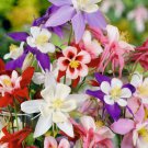 Columbine Mckana Giants Flower Mixed Colors 300 Seeds Vegetable Herb Garden Seed Packs for Sale Columbine Mckana Giants Flower Mixed Colors 300 Seeds Vegetable Herb Garden Seed Packs for Sale