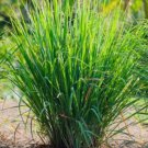 Lemon Grass Cymbopogon Citratus 50 Seeds Vegetable Herb Garden Seed Packs for Sale