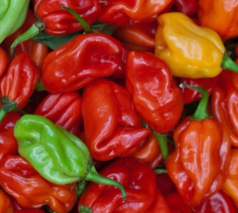 Pepper Mixed Peppers 100 Seeds Vegetable Herb Garden Seed Packs for Sale