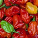 Pepper Mixed Peppers 100 Seeds Vegetable Herb Garden Seed Packs for Sale