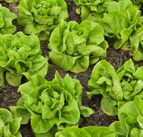 Lettuce Buttercrunch Heirloom 1000 Seeds Vegetable Herb Garden Seed Packs for Sale