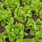 Lettuce Buttercrunch Heirloom 1000 Seeds Vegetable Herb Garden Seed Packs for Sale