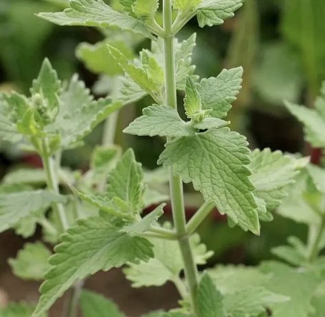 Catnip Nepeta Cataria 1500 Seeds Vegetable Herb Garden Seed Packs for Sale