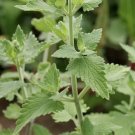 Catnip Nepeta Cataria 1500 Seeds Vegetable Herb Garden Seed Packs for Sale