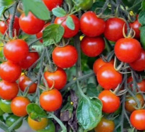 Tomato Small Red Cherry 100 Seeds Vegetable Herb Garden Seed Packs for Sale