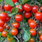 Tomato Small Red Cherry 100 Seeds Vegetable Herb Garden Seed Packs for Sale