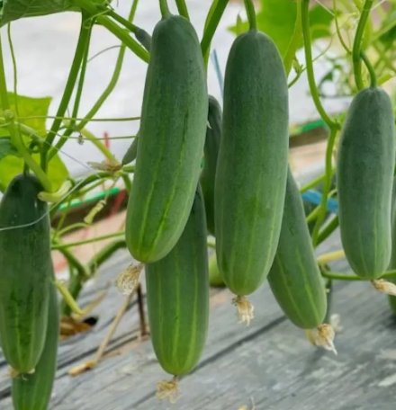 Cucumber Marketer Vegetable Garden Pickling 50 Seeds Vegetable Herb Garden Seed Packs for Sale