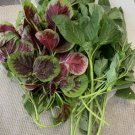 Mix Amaranth Green And Red Stripe 1000 Seeds Vegetable Herb Garden Seed Packs for Sale