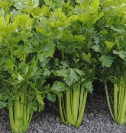Celery Tall Utah Non Gmo 2000 Seeds Vegetable Herb Garden Seed Packs for Sale