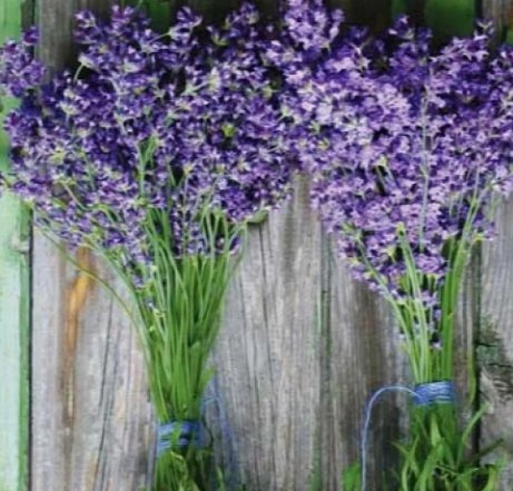 Lavender Munstead Lavandula Angustifolia Flower  100 Seeds Vegetable Herb Garden Seed Packs for Sale