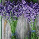 Lavender Munstead Lavandula Angustifolia Flower  100 Seeds Vegetable Herb Garden Seed Packs for Sale