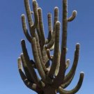 Saguaro Cactus Carnegiea Gigantea 25 Seeds Vegetable Herb Garden Seed Packs for Sale