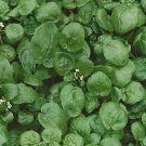 True Watercress Nasturtium Officinale 1000 Seeds Vegetable Herb Garden Seed Packs for Sale