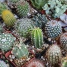 Mixed Cactus Mix succulent 25 Seeds Vegetable Herb Garden Seed Packs for Sale