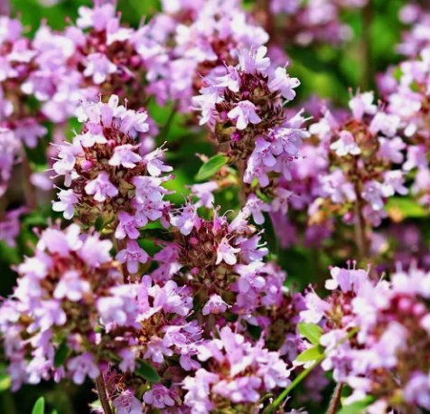 Wild Thyme Creeping THYME Groundcover 2000 Seeds Vegetable Herb Garden Seed Packs for Sale