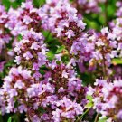 Wild Thyme Creeping THYME Groundcover 2000 Seeds Vegetable Herb Garden Seed Packs for Sale