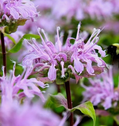 Wild Bergamot Monarda 1000 Seeds Vegetable Herb Garden Seed Packs for Sale