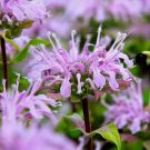 Wild Bergamot Monarda 1000 Seeds Vegetable Herb Garden Seed Packs for Sale