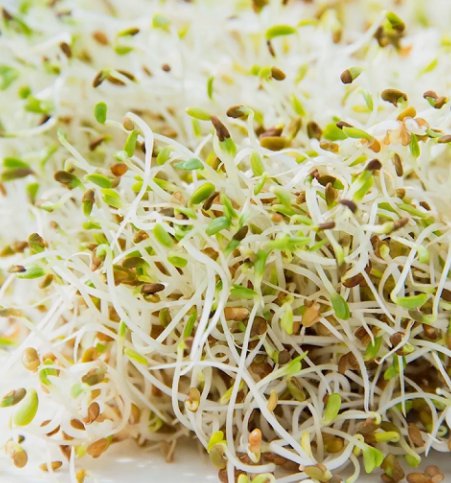 Alfalfa Sprouting 1500 Seeds Vegetable Herb Garden Seed Packs for Sale